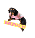 ダックスのゆきみ（個別スタンプ：14）