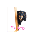 ダックスのゆきみ（個別スタンプ：26）