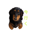 ダックスのゆきみ（個別スタンプ：27）