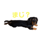 ダックスのゆきみ（個別スタンプ：28）