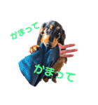 ダックスのゆきみ（個別スタンプ：32）