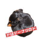 ダックスのゆきみ（個別スタンプ：33）