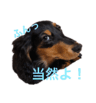 ダックスのゆきみ（個別スタンプ：38）