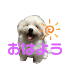 ビションだいふく（個別スタンプ：1）