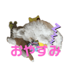 ビションだいふく（個別スタンプ：2）