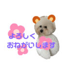 ビションだいふく（個別スタンプ：4）