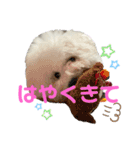 ビションだいふく（個別スタンプ：7）