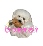 ビションだいふく（個別スタンプ：10）