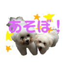 ビションだいふく（個別スタンプ：12）