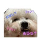 ビションだいふく（個別スタンプ：13）
