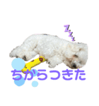 ビションだいふく（個別スタンプ：14）