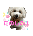 ビションだいふく（個別スタンプ：16）