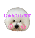 ビションだいふく（個別スタンプ：19）