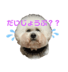 ビションだいふく（個別スタンプ：22）