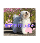 ビションだいふく（個別スタンプ：23）