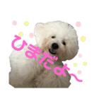 ビションだいふく（個別スタンプ：24）