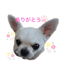 チワワ・チワックス大家族①（個別スタンプ：1）