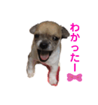 チワワ・チワックス大家族①（個別スタンプ：14）