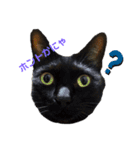 愛猫のスタンプ(Cute Cats)（個別スタンプ：1）