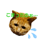 愛猫のスタンプ(Cute Cats)（個別スタンプ：3）