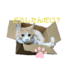 愛猫のスタンプ(Cute Cats)（個別スタンプ：6）