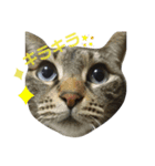 愛猫のスタンプ(Cute Cats)（個別スタンプ：7）