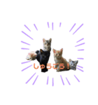 愛猫のスタンプ(Cute Cats)（個別スタンプ：8）