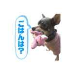 あんずはいつも寝てる（個別スタンプ：4）