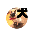 あんずはいつも寝てる（個別スタンプ：13）