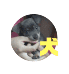あんずはいつも寝てる（個別スタンプ：14）