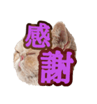 エキゾチック デロちゃん 2（個別スタンプ：6）