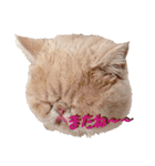 エキゾチック デロちゃん 2（個別スタンプ：11）
