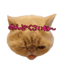 エキゾチック デロちゃん 2（個別スタンプ：19）