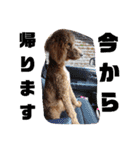 川本さんちの愛犬（個別スタンプ：4）