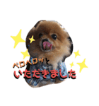 川本さんちの愛犬（個別スタンプ：9）