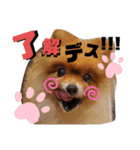 川本さんちの愛犬（個別スタンプ：11）