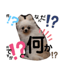 川本さんちの愛犬（個別スタンプ：15）