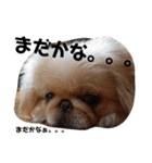 川本さんちの愛犬（個別スタンプ：16）