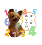 川本さんちの愛犬（個別スタンプ：17）