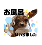 川本さんちの愛犬（個別スタンプ：20）