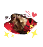 川本さんちの愛犬（個別スタンプ：22）