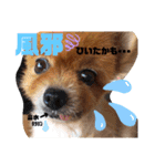 川本さんちの愛犬（個別スタンプ：24）