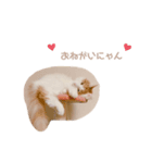 てらちゃんすたんぷ♡ぱーと1（個別スタンプ：1）
