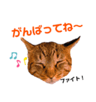 こいなか 円(まる)くん（個別スタンプ：16）