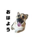ミックス犬ピース1（個別スタンプ：1）