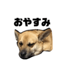 ミックス犬ピース1（個別スタンプ：3）