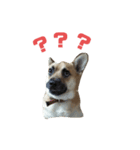 ミックス犬ピース1（個別スタンプ：4）