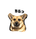ミックス犬ピース1（個別スタンプ：6）
