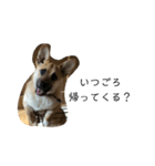 ミックス犬ピース1（個別スタンプ：7）