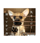 ミックス犬ピース1（個別スタンプ：8）